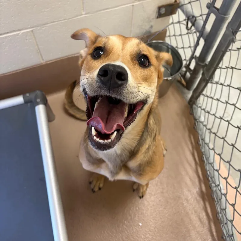 A young medium-sized female Brown / Chocolate Pit Bull Terrier dog named Abercrombie for adoption in Reno, NV
