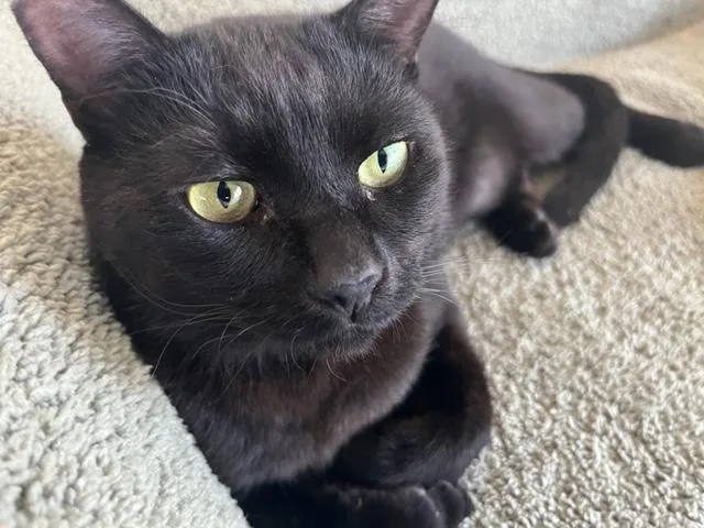 An adult medium-sized female Black Domestic Short Hair cat named Bonded Pair With A for adoption in Eagle Point, OR