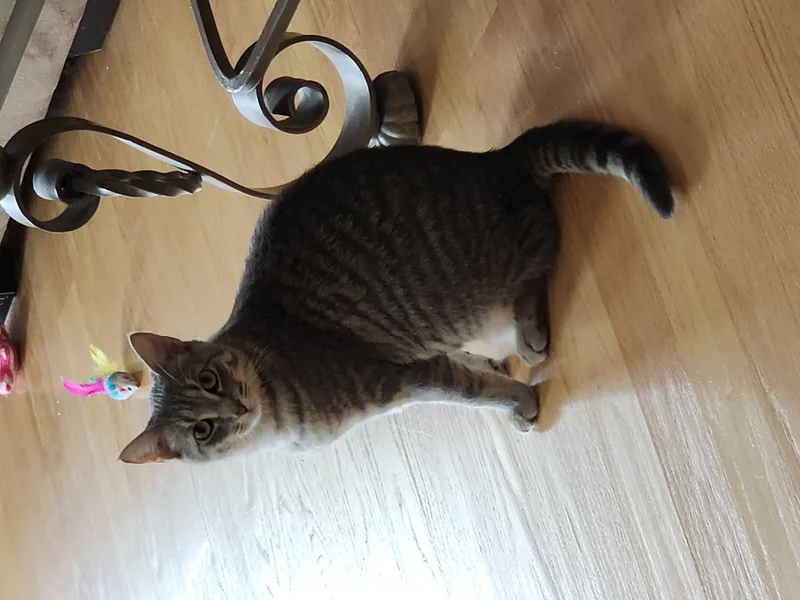 A baby large-sized female Tabby (Gray / Blue / Silver) Domestic Short Hair cat named Billie for adoption in Woodbridge, NJ