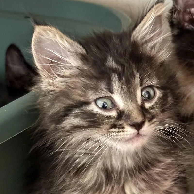 A baby small-sized male Domestic Long Hair cat named Honda for adoption in Durango, CO