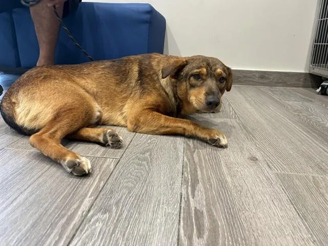 A young large-sized male Mixed Breed dog named Beans for adoption in Garland, TX