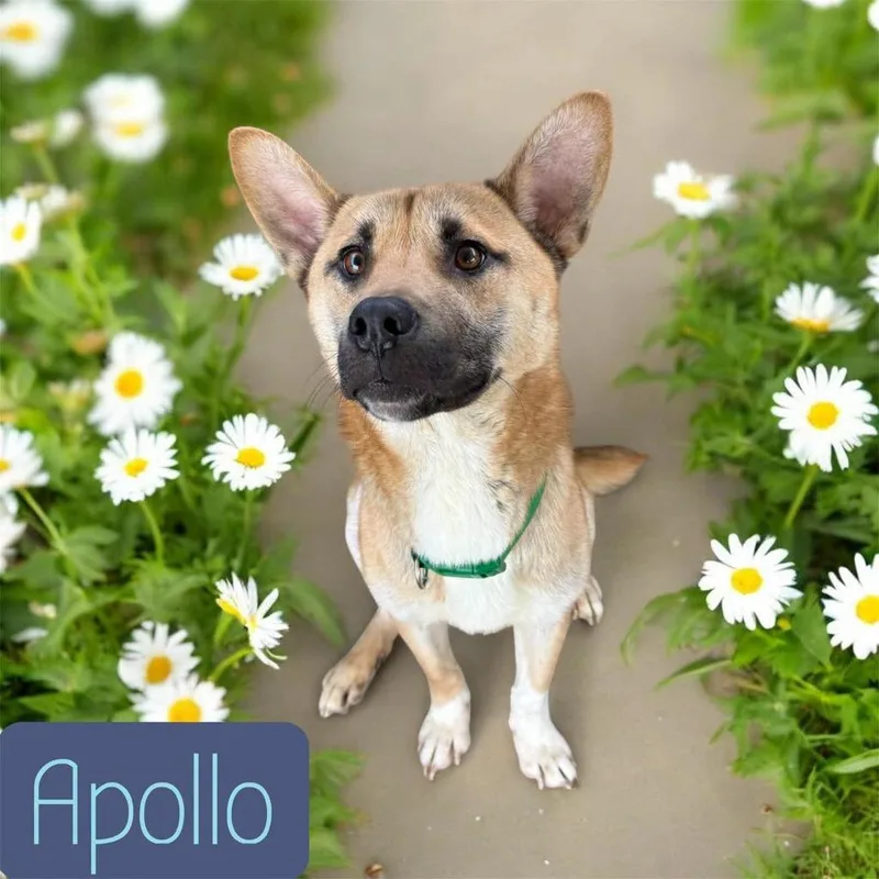 A young medium-sized male Shiba Inu dog named Apollo for adoption in Camden, TN