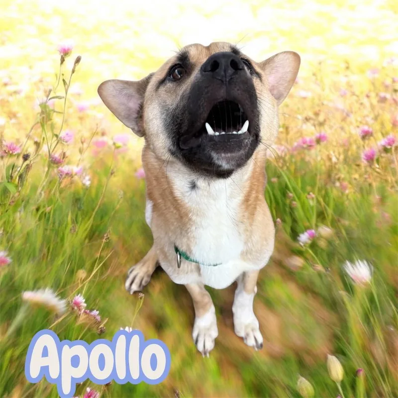Apollo thumbnail 2