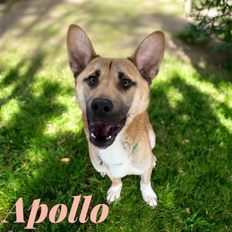 Apollo thumbnail 3