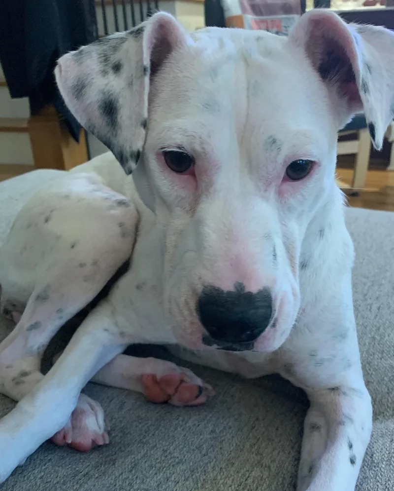 Daisy thumbnail 2