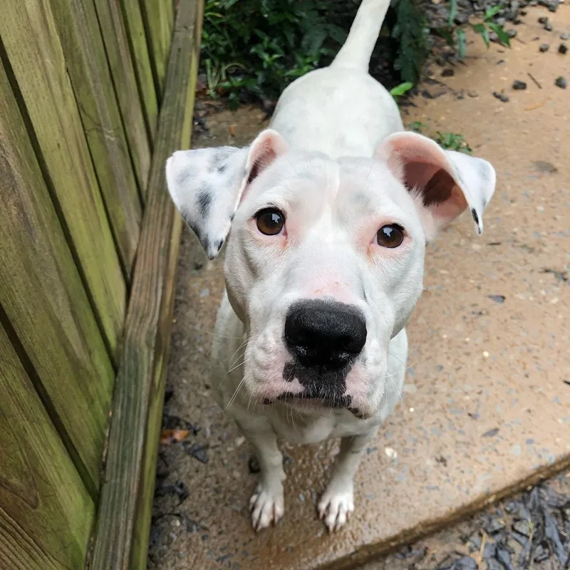 Daisy thumbnail 3