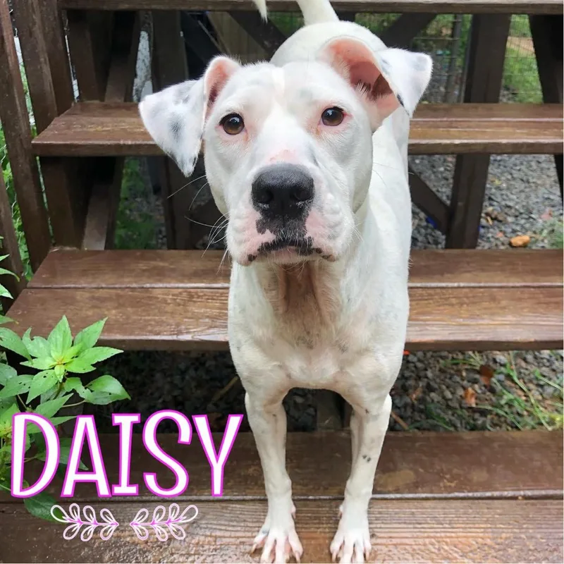 Daisy thumbnail 4