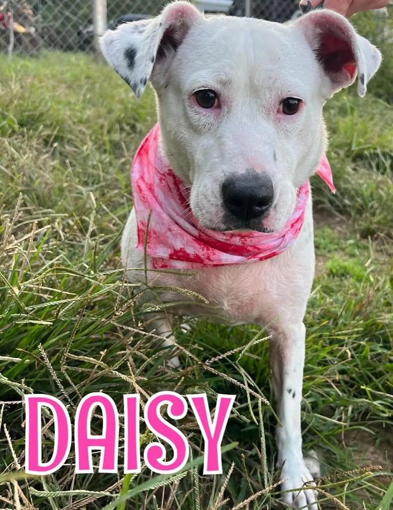 Daisy thumbnail 6