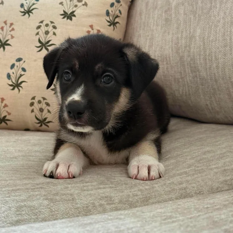 A baby large-sized female White / Cream Shepherd dog named Cookies N Cream for adoption in Fort Worth, TX