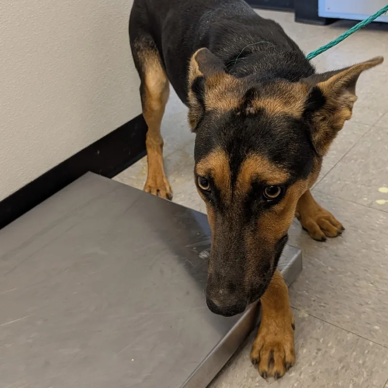 A young medium-sized female Shepherd dog named Sixteen for adoption in Bastrop, TX