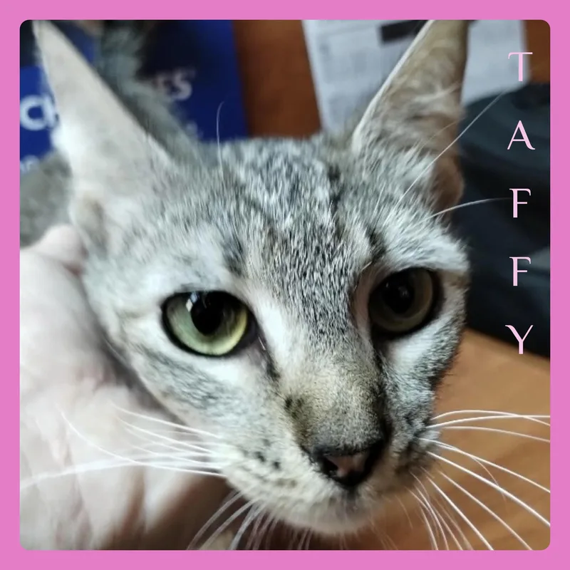A young medium-sized female Tabby (Brown / Chocolate) Tabby cat named Taffy for adoption in Lawton, OK
