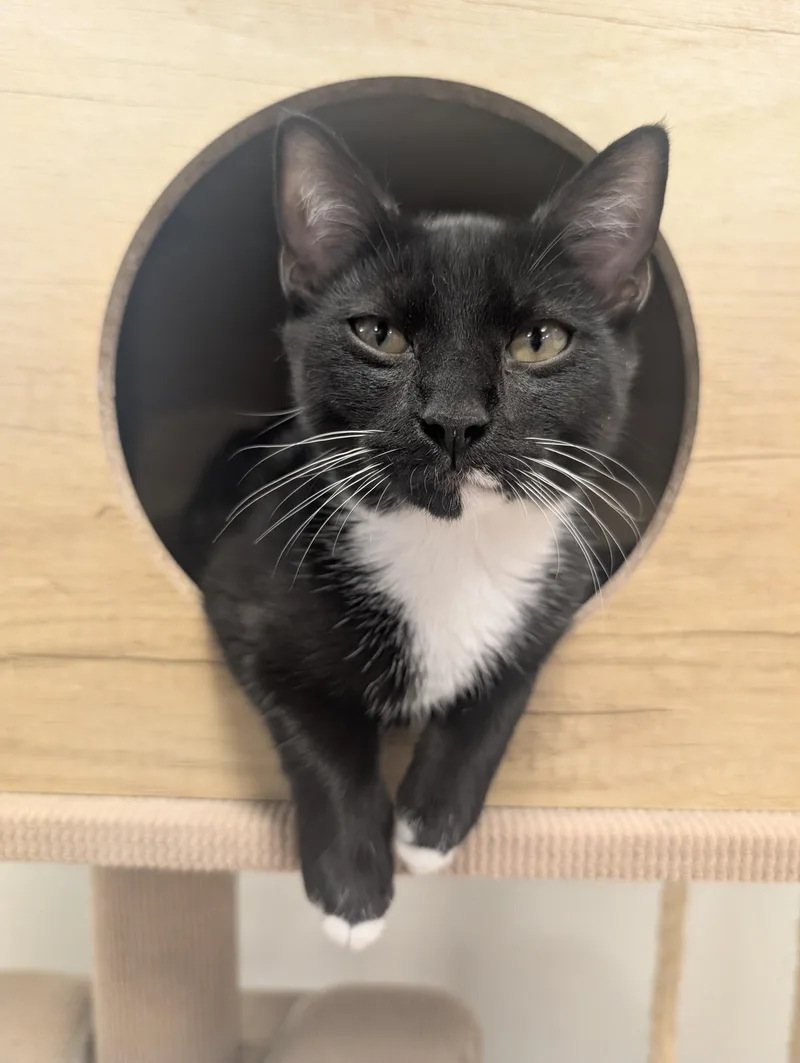 A baby medium-sized female Black & White / Tuxedo Domestic Short Hair cat named Moonie for adoption in Palm Harbor, FL