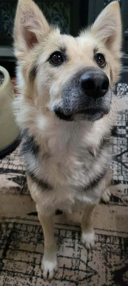 An adult medium-sized female Brown / Chocolate German Shepherd Dog dog named Sierra for adoption in Fredonia, WI