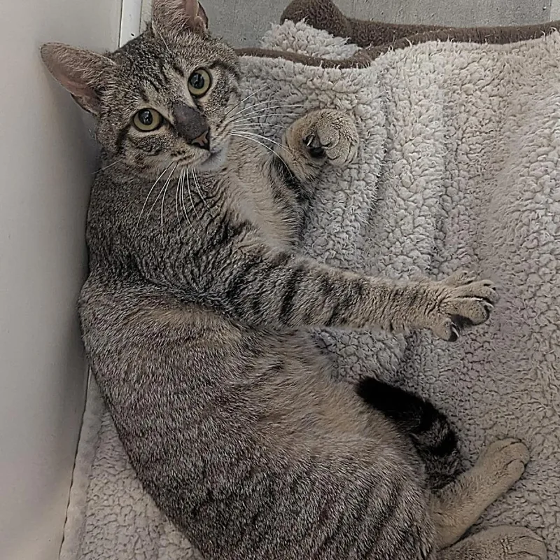 A young small-sized male Gray / Blue / Silver Domestic Short Hair cat named Gulliver for adoption in Ashland, VA