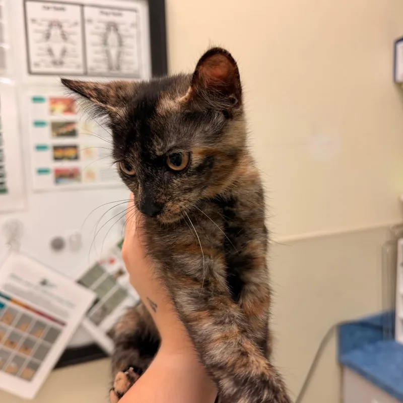 A baby small-sized female Tortoiseshell Domestic Short Hair cat named Dennis Wilson for adoption in Lynchburg, VA