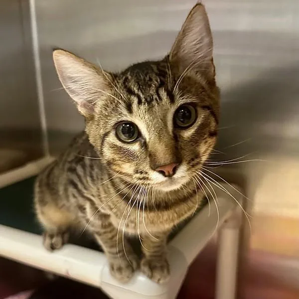A baby small-sized male Domestic Short Hair cat named Bigfoot for adoption in Walnut Creek, CA