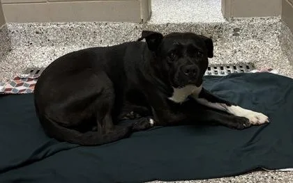 An adult large-sized female Terrier dog named Bitsy for adoption in Gastonia, NC