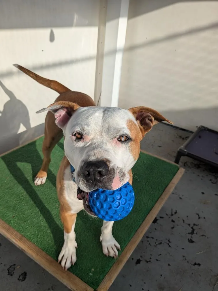 An adult medium-sized male White / Cream Pit Bull Terrier dog named Milo for adoption in Amityville, NY