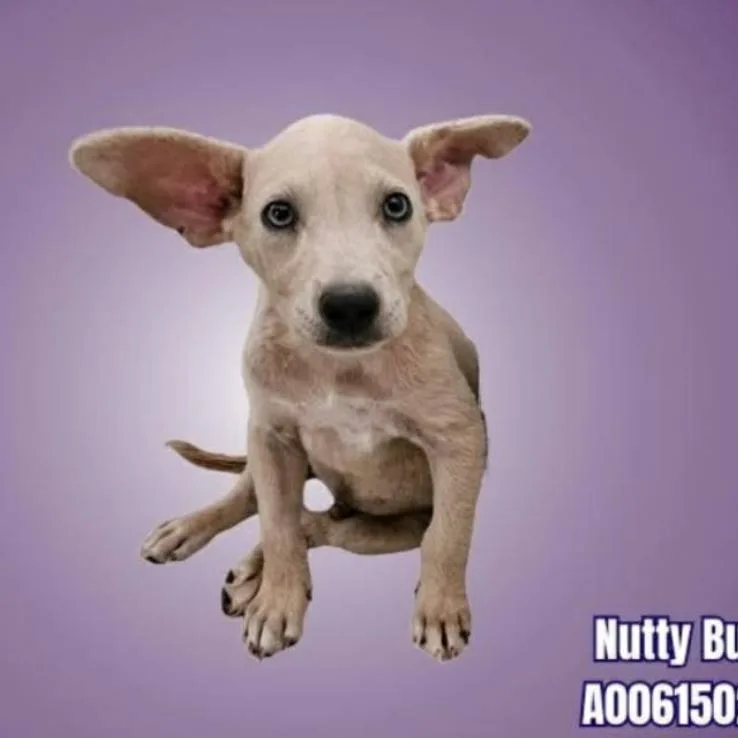 Nutty Buddy thumbnail 2