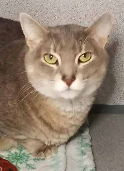 An adult large-sized female Gray / Blue / Silver Domestic Short Hair cat named Athena for adoption in Waupaca, WI