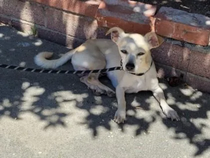 An adult small-sized male Chihuahua dog named Orville for adoption in San Pedro, CA