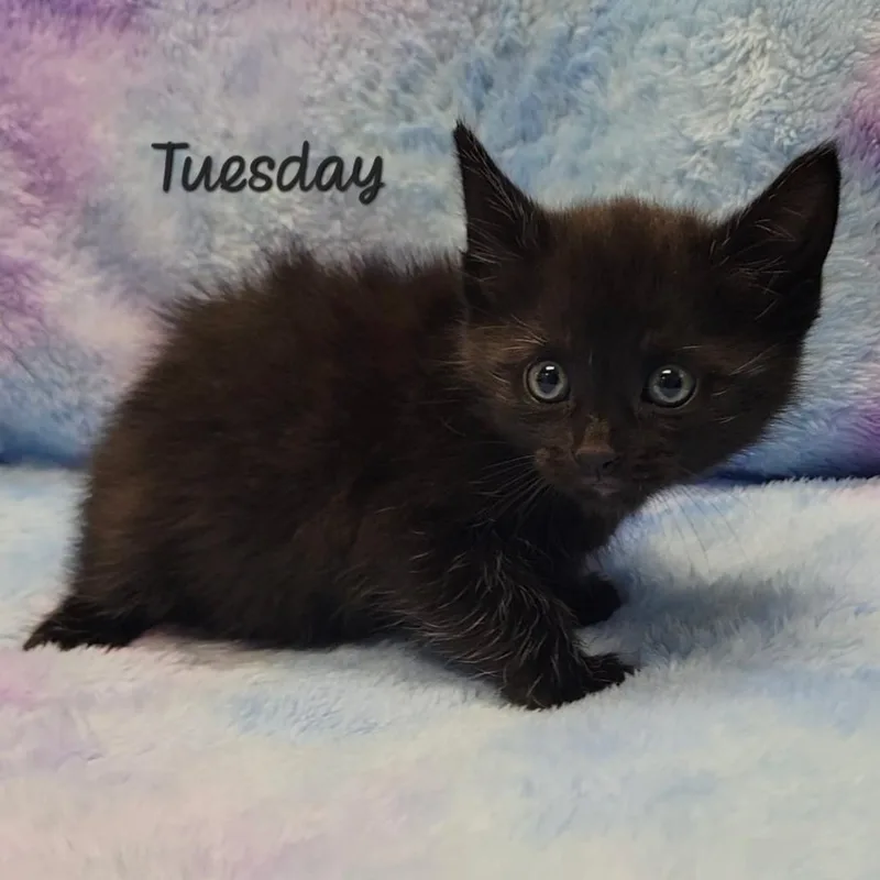 Tuesday
