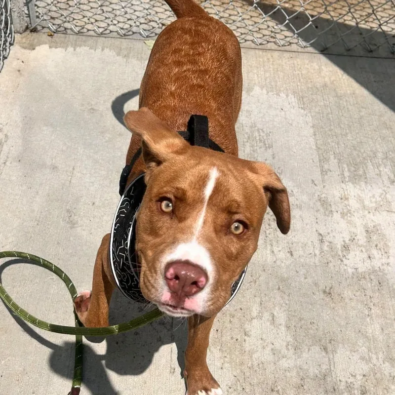 A young medium-sized male Golden Mixed Breed dog named O for adoption in Warren, OH
