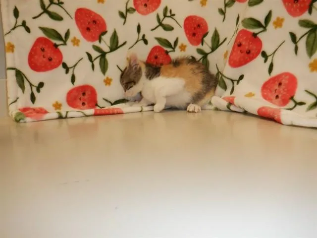 A baby small-sized female Domestic Short Hair cat named Comet for adoption in San Jose, CA