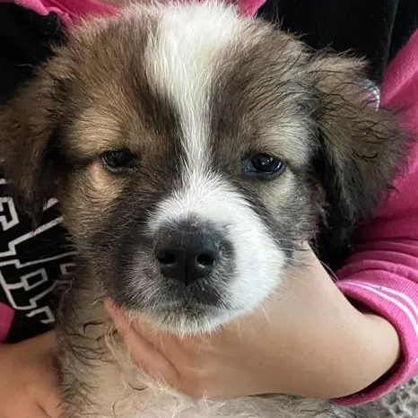 A baby medium-sized male Border Collie dog named Sammy for adoption in Toledo, OH