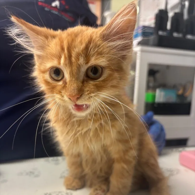 A baby small-sized female Orange / Red Domestic Long Hair cat named Orla for adoption in Birdsboro, PA
