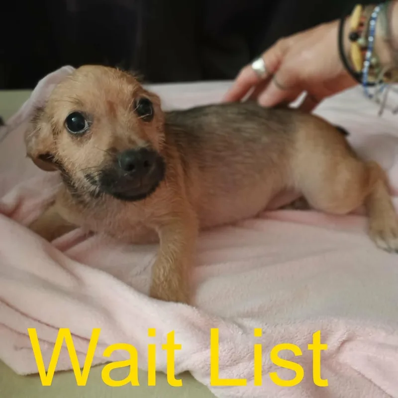 A baby medium-sized male Brown / Chocolate Wirehaired Terrier dog named River for adoption in Livingston, TX