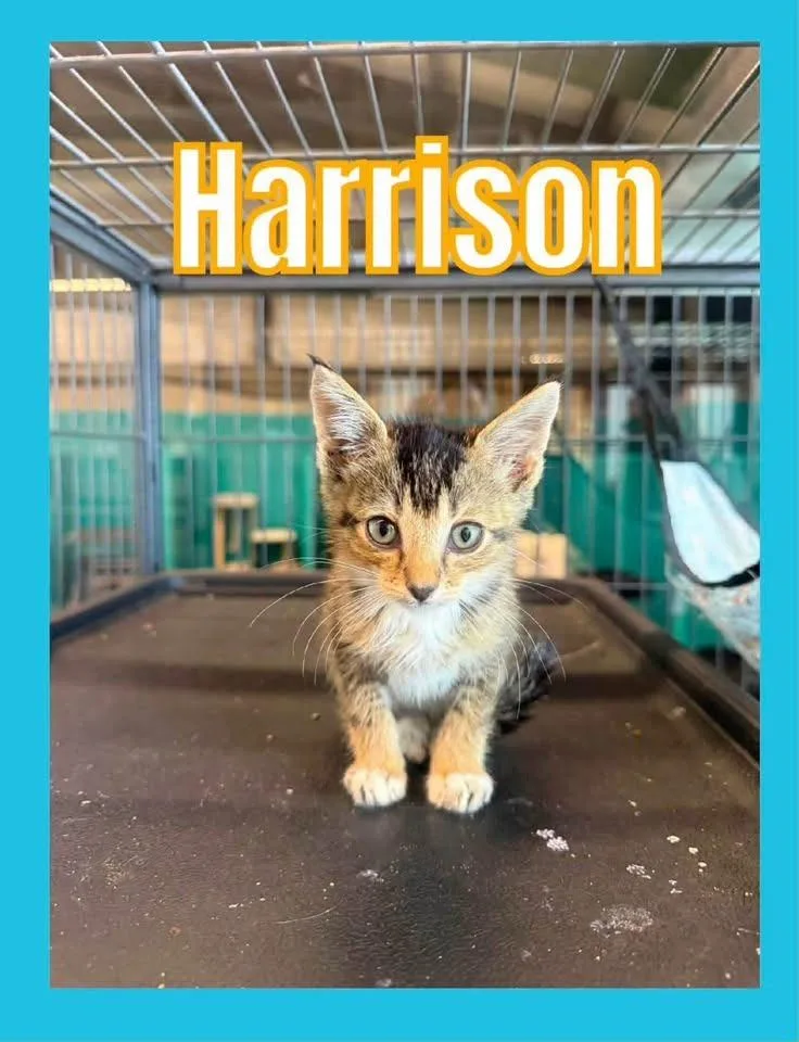 A baby small-sized male Domestic Short Hair cat named Harrison for adoption in Bossier City, LA