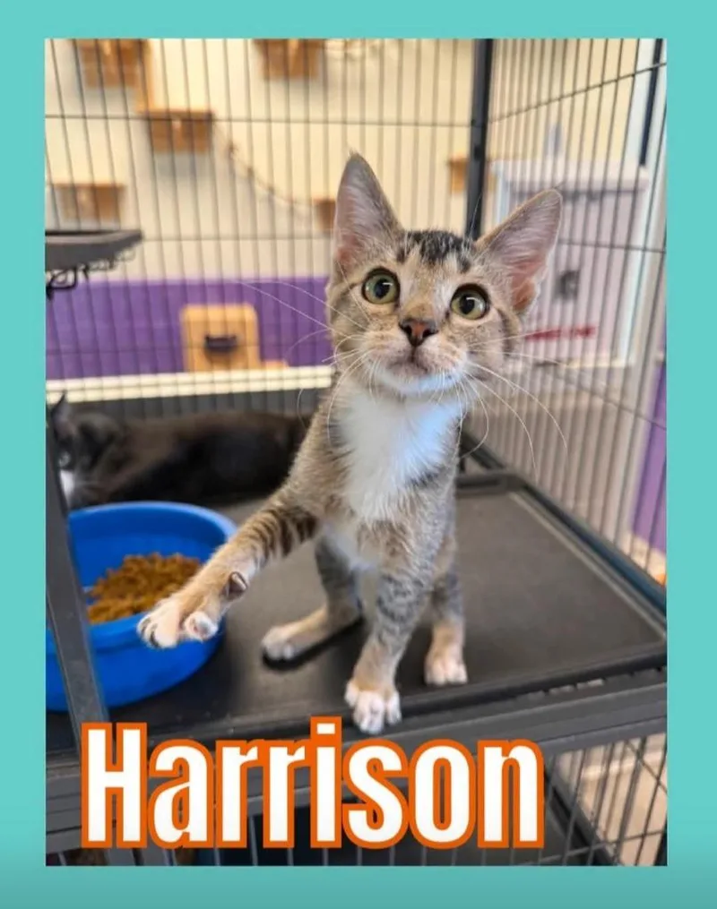 Harrison thumbnail 2