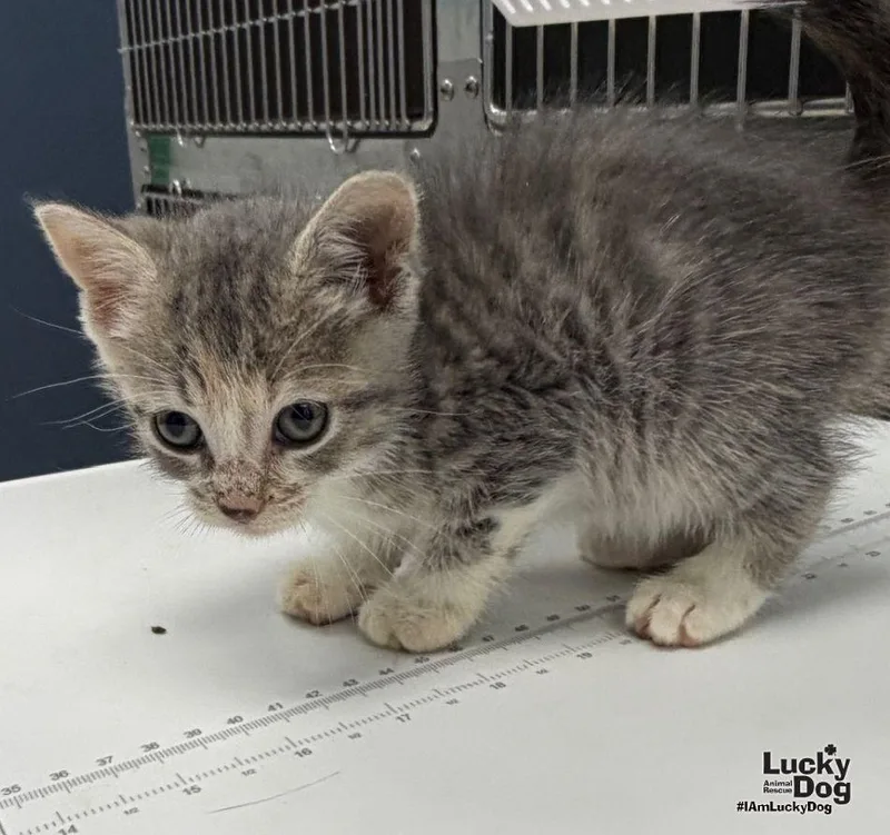 A baby medium-sized female Domestic Short Hair cat named Gidget for adoption in Washington, DC