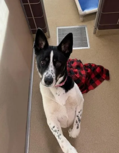 A young medium-sized male Mixed Breed dog named Milo for adoption in Longmont, CO