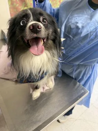 An adult small-sized male Australian Shepherd dog named Dracula for adoption in San Antonio, TX