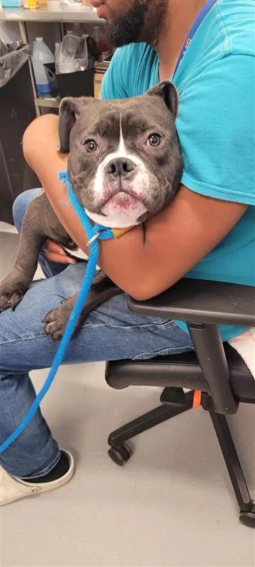 An adult medium-sized male Mixed Breed dog named Chubs for adoption in West Chester, PA