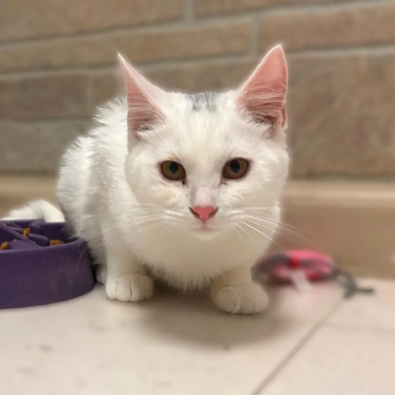 A young small-sized female Domestic Short Hair cat named I'm A Giraffe for adoption in Davenport, IA