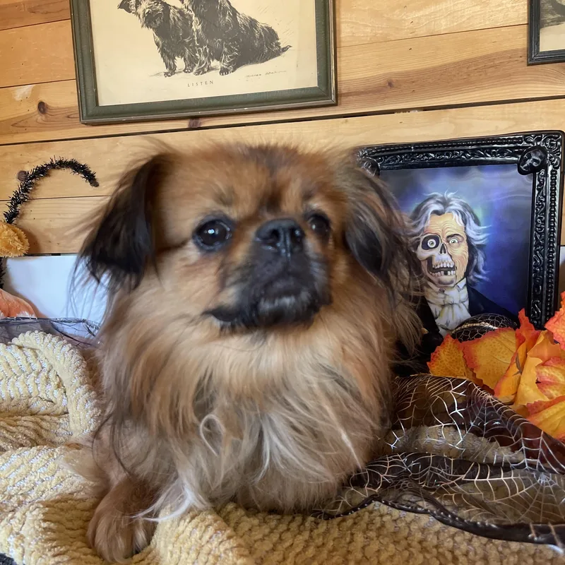 A young small-sized male Bicolor Pekingese dog named Charles for adoption in Vacaville, CA