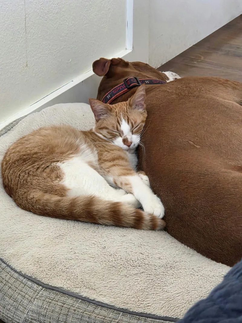 A baby medium-sized female Tabby (Orange / Red) Domestic Short Hair cat named Michi for adoption in Houston, TX