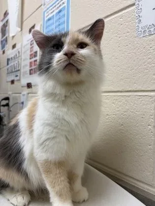 An adult small-sized female Domestic Short Hair cat named Ethel for adoption in Westland, MI