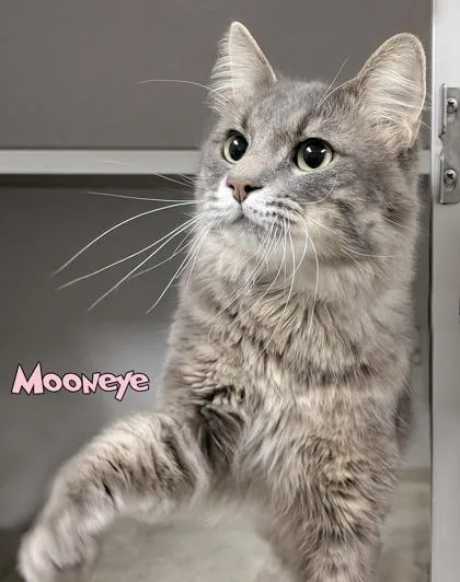 An adult medium-sized male Domestic Long Hair cat named Mooneye for adoption in Mason, MI