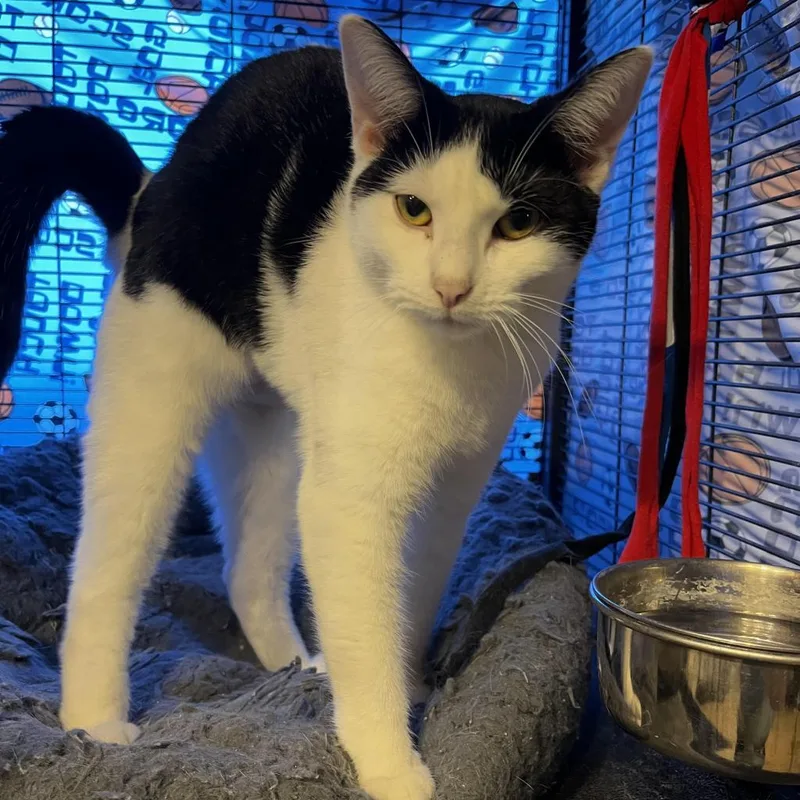 An adult large-sized female Black Domestic Short Hair cat named Diane for adoption in Hanna City, IL