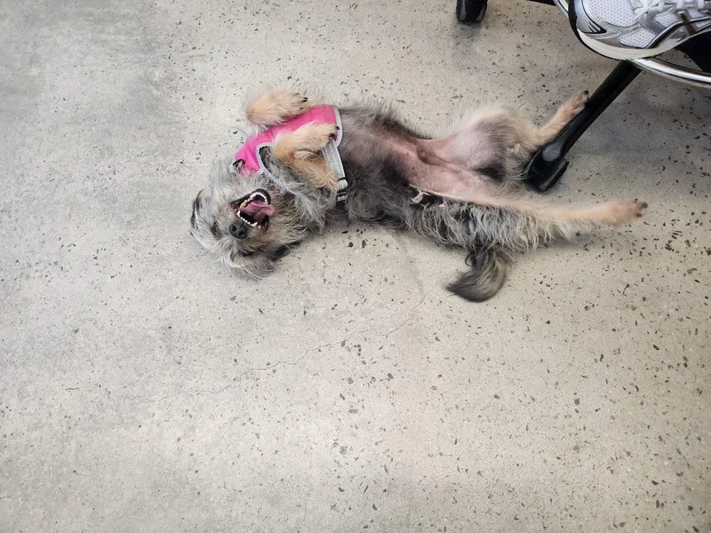 An adult small-sized male Gray / Blue / Silver Terrier dog named Scruffy for adoption in New Rochelle, NY