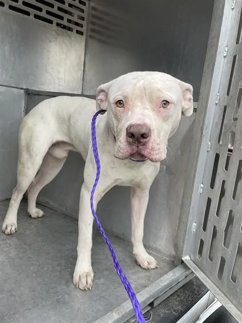 A young medium-sized male Pit Bull Terrier dog named Marcus for adoption in Killeen, TX