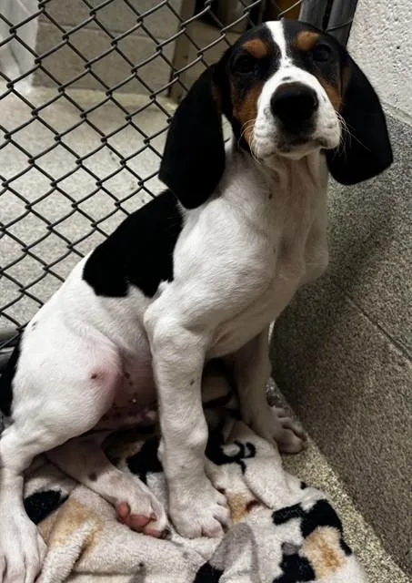 A baby small-sized male Treeing Walker Coonhound dog named Willie for adoption in Statesville, NC