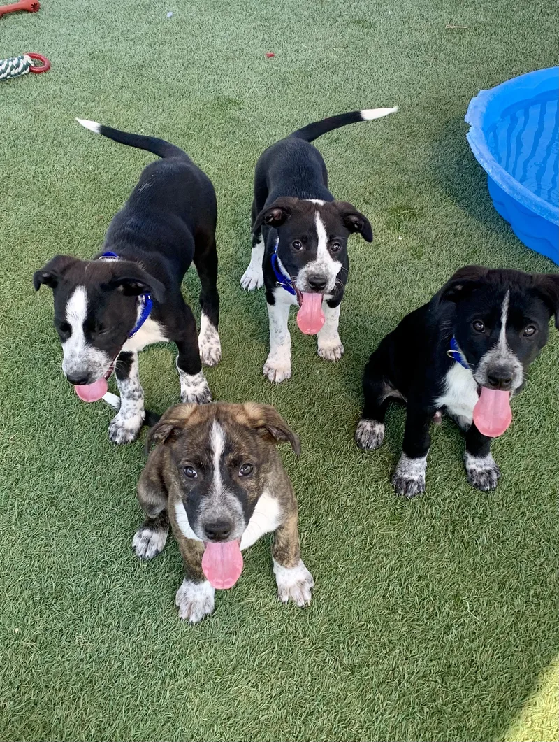 A baby medium-sized male Cattle Dog dog named The Addams Family Litter for adoption in Grass Valley, CA