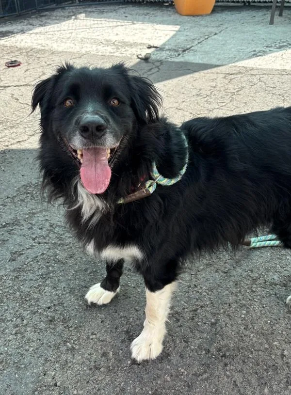 An adult medium-sized male Australian Shepherd dog named Ron Burgundy for adoption in San Diego, CA