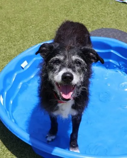 A senior medium-sized female Mixed Breed dog named Robin for adoption in Athens, GA