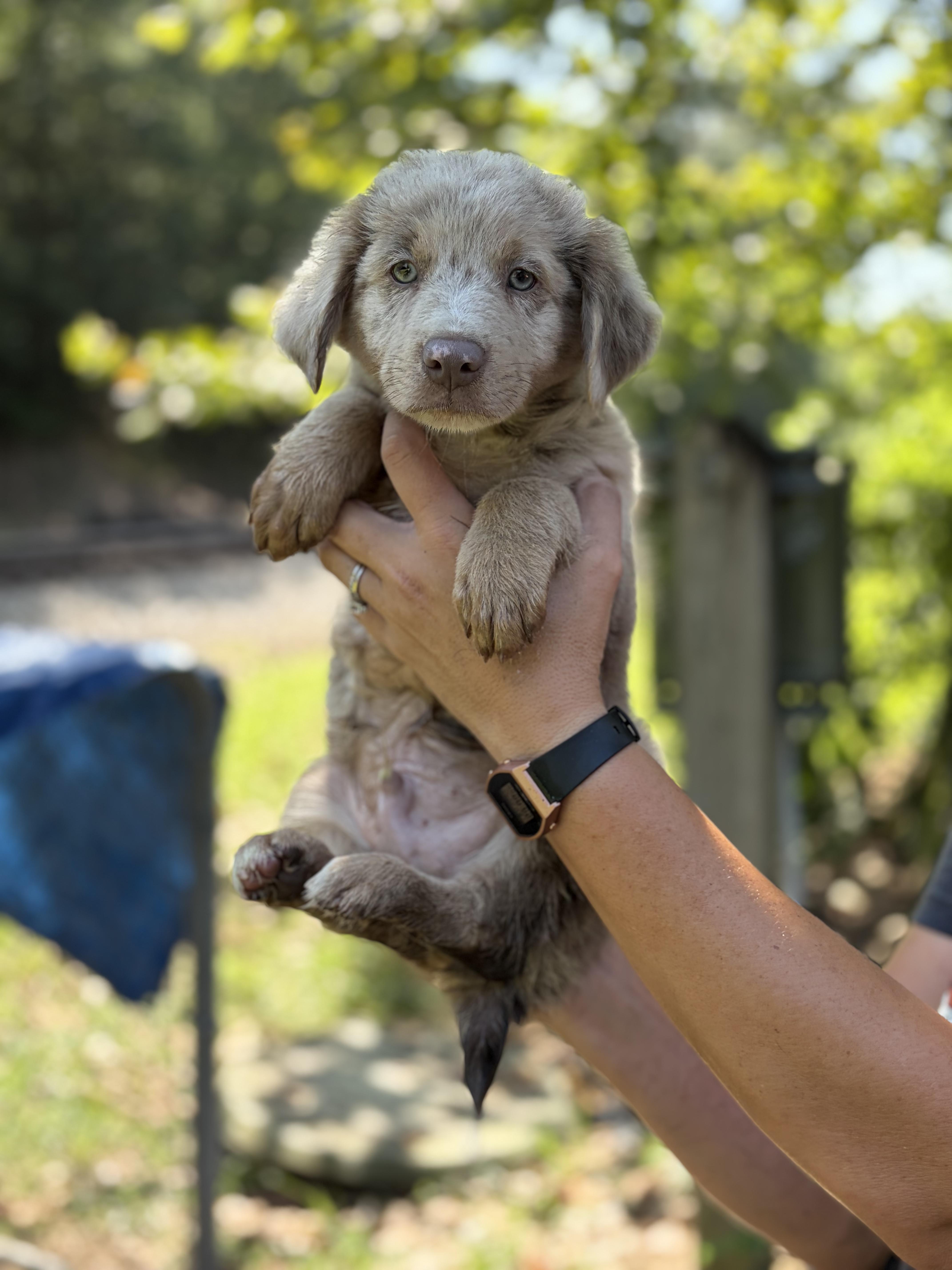 Scout
